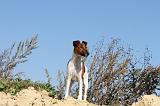 FOX TERRIER POIL LISSE 105